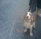 Regalo cocker spaniel - mejor precio | unprecio.es