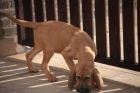 Vendo cachorras bloodhound - mejor precio | unprecio.es