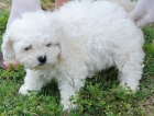 camada de bichon frisé 350€ - mejor precio | unprecio.es