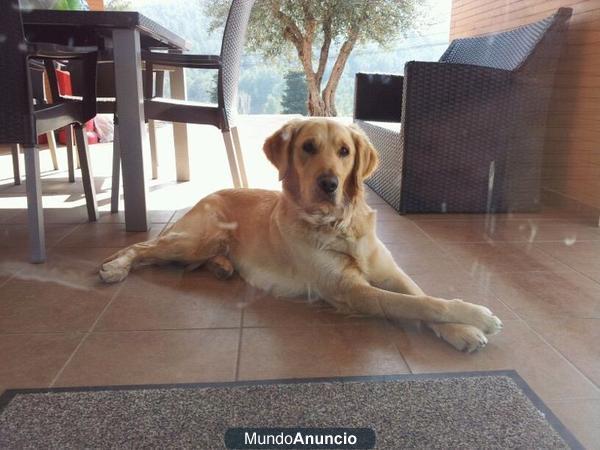 Busco novia para mi Golden Retriever