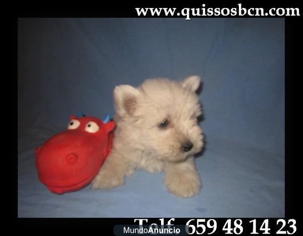 CACHORROS DE WESTY EN VENTA   5O