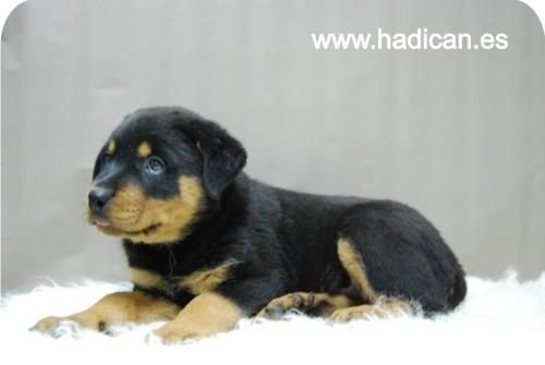 Camada de Rottweiller de calidad.