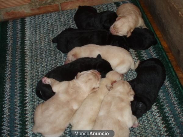 estupendos labradores en canela y negros