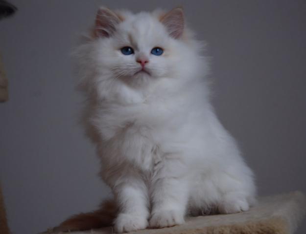 Gatitos Ragdoll Disponibles