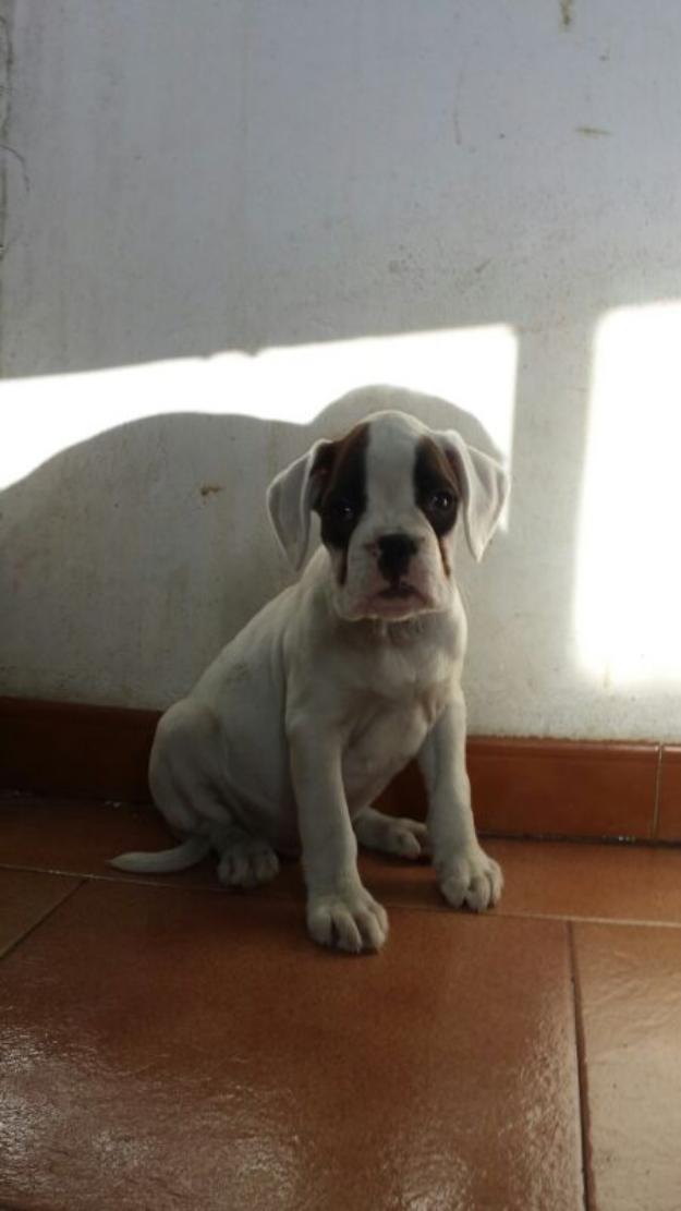 Preciosos cachorros de Boxer Blanco