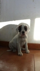 Preciosos cachorros de Boxer Blanco - mejor precio | unprecio.es