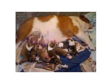 Preciosos cachorros de Bulldog Ingles.