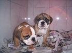 CACHORROS DE BULLDOG INGLES, PRECIOSOS 950 EUROS - mejor precio | unprecio.es