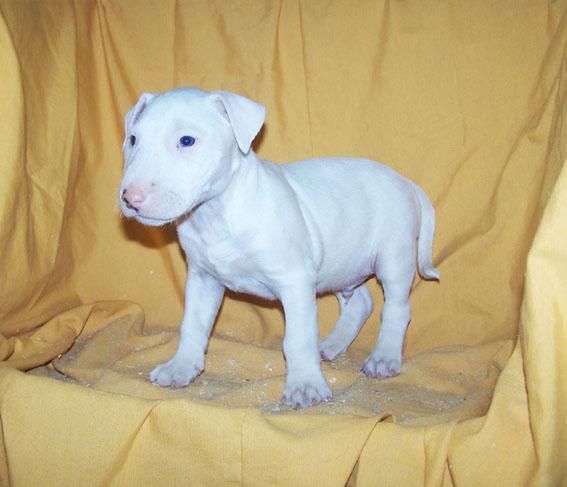 CAMADA DE BULL TERRIER DE COLOR BLANCO - LINEA Y MORFOLOGIA EXCELENTES