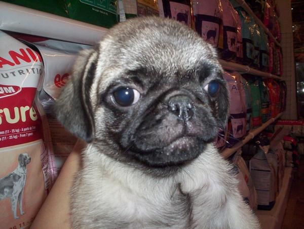 CARLINO O PUG, perros, cachorros, criadero, venta.   Raza muy antigua, probablemente originaria de China, cuyos orígenes