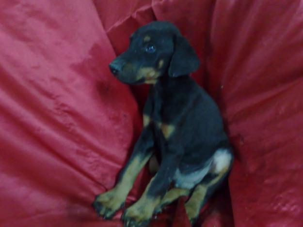 Doberman cachorros disponibles , ideales para compañia y guardia