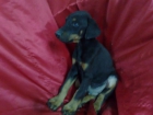 Doberman cachorros disponibles , ideales para compañia y guardia - mejor precio | unprecio.es