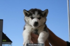 Excelente camadita de husky siberiano - mejor precio | unprecio.es