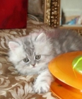 gatitos persas macho y hembra (13 semanas) - mejor precio | unprecio.es