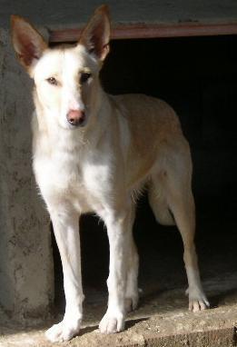 rubia, perrita grande en adopción