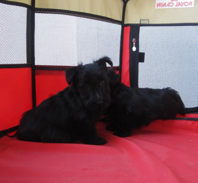 Scottish terrier preciosa camada de color negra