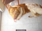 Se regala precioso perrito de 1añito. - mejor precio | unprecio.es