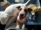 se venden dos cachorros hembritas de bull terrier - mejor precio | unprecio.es
