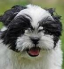 SHIH TZU CACHORROS PRECIOSOS CON 2 MESES DE EDAD - mejor precio | unprecio.es