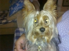 Yorkshire Terrier con pedigree para monta - mejor precio | unprecio.es