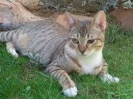 Adopta a  Crema te esta esperando   en Madrid Felina.