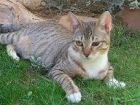 Adopta a  Crema te esta esperando   en Madrid Felina. - mejor precio | unprecio.es