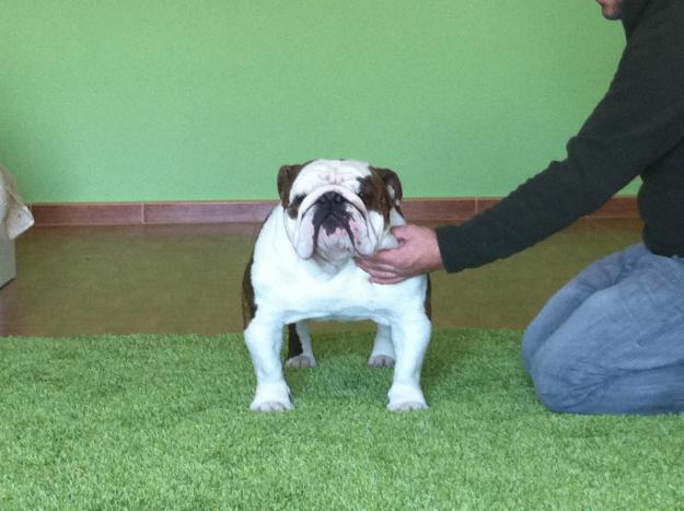 bulldog ingles para montas