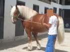 caballo cambio por mulo o tronco de mulo - mejor precio | unprecio.es