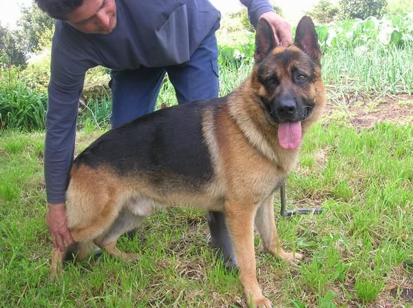 Cachorros de Pastor aleman con pedigree y afijo, seriedad