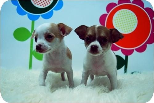 Camadita de Chihuahuas.