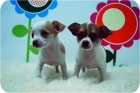 Camadita de Chihuahuas. - mejor precio | unprecio.es