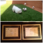 Coton de tulear cachorros - mejor precio | unprecio.es