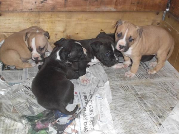 EN ZARAGOZA, Particular, vendo impresionantes cachorros de AMERICAN STANDFORD,Nietos del CAMPEON Apolo de Cans Juansa, B