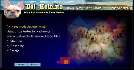 Preciosos cachorros de Bichón Maltés y otras razas