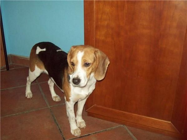 Regalo cachorrita de Beagle