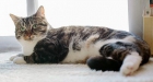 Serena, gata americana de pelo corto en adopción - mejor precio | unprecio.es