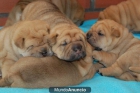 VENDO PRECIOSOS SHAR PEIS - mejor precio | unprecio.es