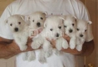 West higland white terrier excelentes westis - mejor precio | unprecio.es