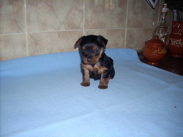 yorkshire macho de 37 dias
