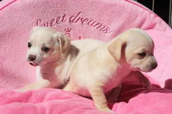2 chihuahua cachorros gratis adopción. -