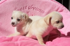 2 chihuahua cachorros gratis adopción. - - mejor precio | unprecio.es