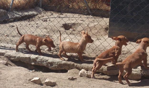 Camada de podenco maneto