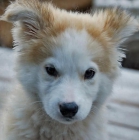 Casa entrenada Siberian Husky cachorro - mejor precio | unprecio.es