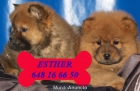 Chow-chow, magníficos, ¡5 Años de Garantía - mejor precio | unprecio.es