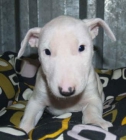 Los mejores cachorros de Bullterrier, buen precio - mejor precio | unprecio.es