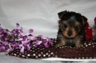 Regalo cachorritos de yorkshire terrier - mejor precio | unprecio.es