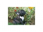 2 simpaticos cachorritos BULLDOG FRANCES - mejor precio | unprecio.es