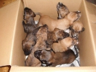 cachorritos de 1 mes abandonados,adopcion - mejor precio | unprecio.es