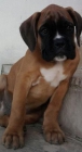 Cachorros de Boxer - mejor precio | unprecio.es