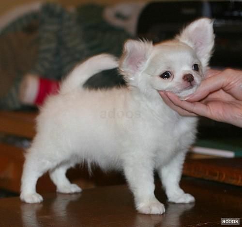 chihuahua cachorros disponibles para adopción